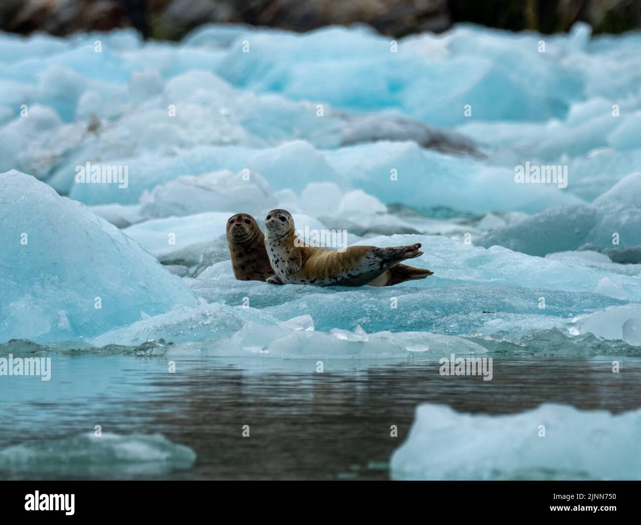 Foca, Phoca vitulina, madre e cuccia su ghiaccio nel fiordo Tracy dell'Alaska sudorientale Foto Stock