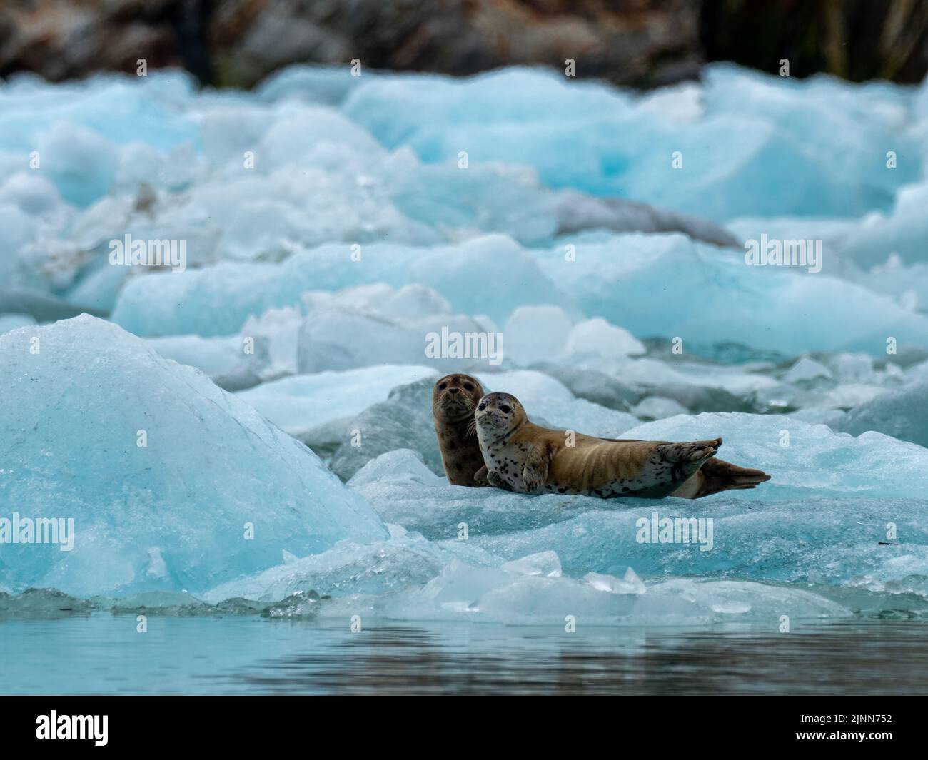 Foca, Phoca vitulina, madre e cuccia su ghiaccio nel fiordo Tracy dell'Alaska sudorientale Foto Stock