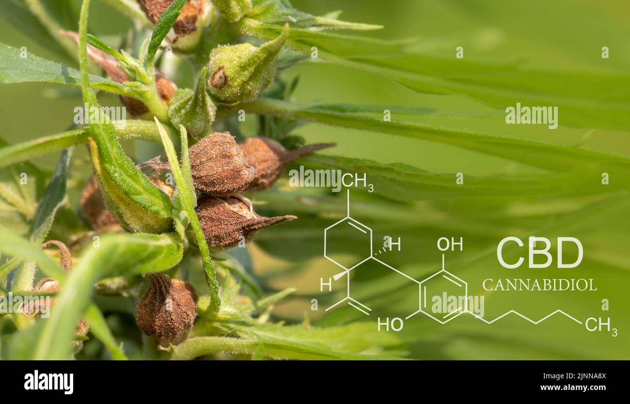 Semi di cannabis maturi per olio CBD ed estratto di olio di semi di canapa Foto Stock