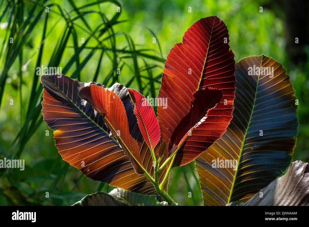 Primo piano vivide foglie giovani nella foresta tropicale, Thailandia. Foto Stock
