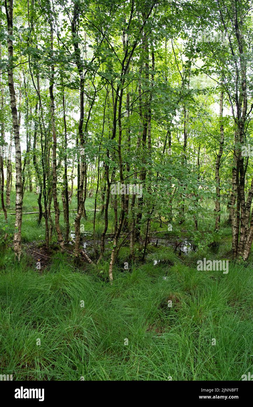 Riserva naturale Bockholter dose, foresta di betulle ai margini del fossato, bassa Sassonia, Germania Foto Stock