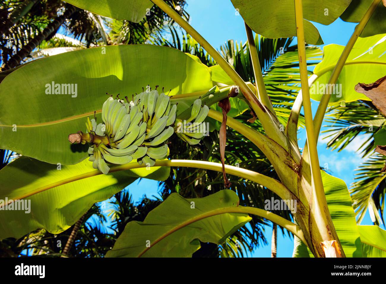 Banana albero su banana albero, Yap Island, Micronesia Foto Stock