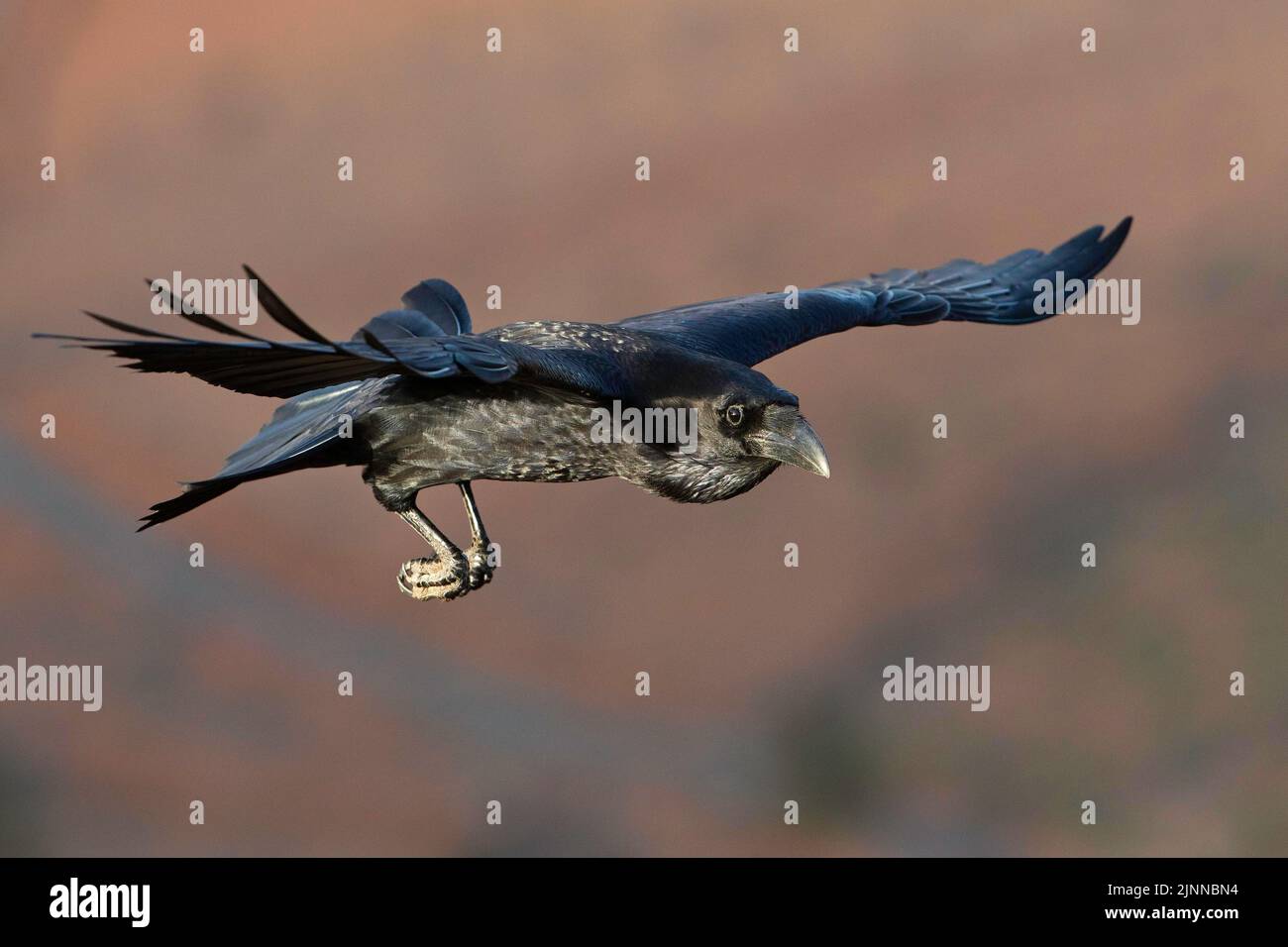Volando corvo nordico africano (Corvus corax tingitanus), Fuerteventura, Spagna Foto Stock