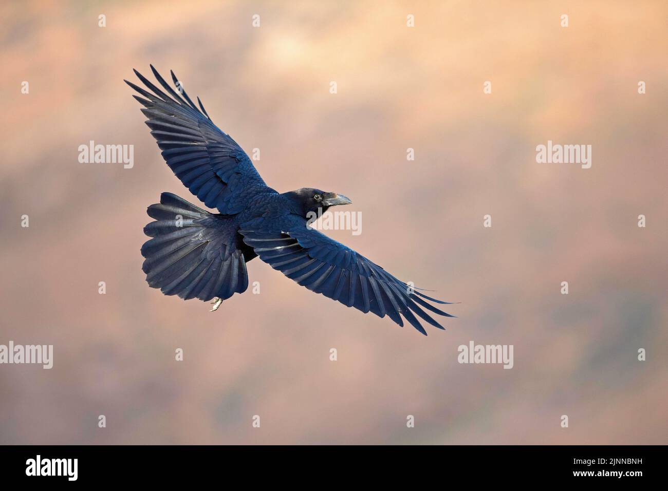 Volando corvo nordico africano (Corvus corax tingitanus), Fuerteventura, Spagna Foto Stock