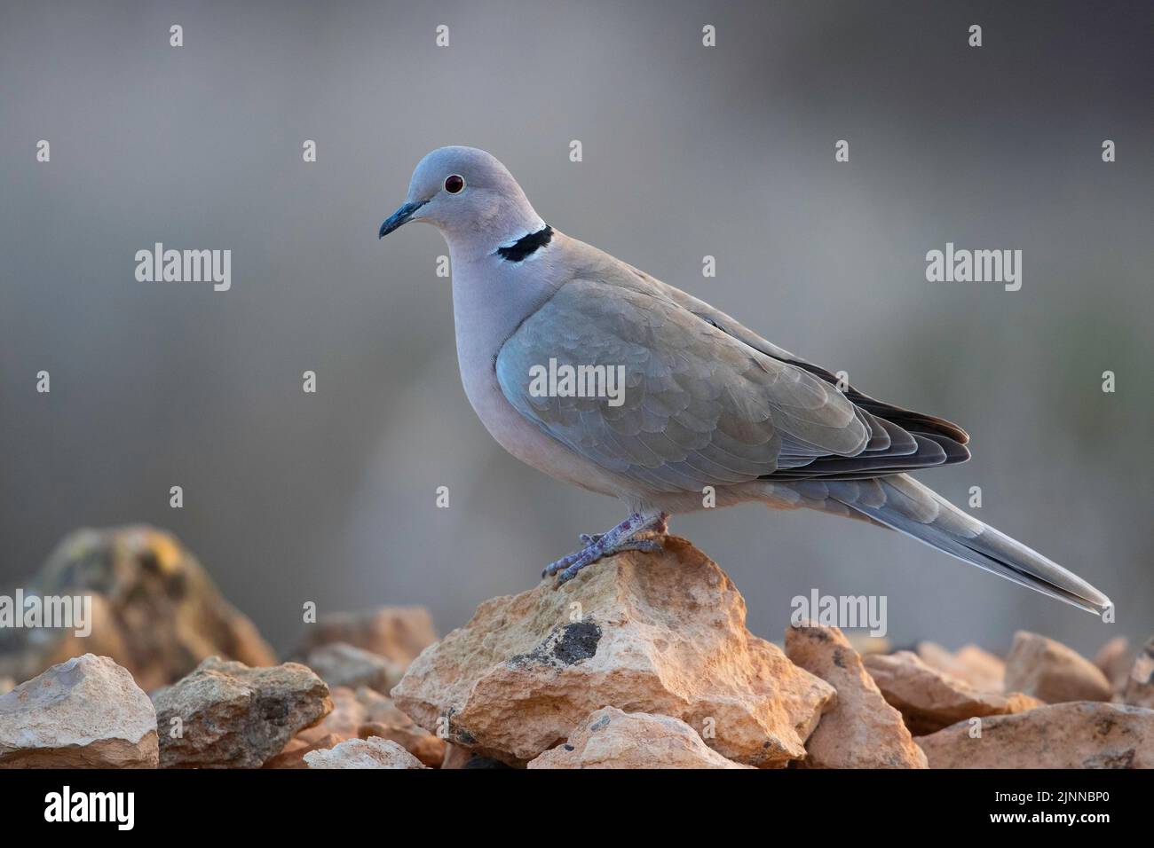 Colato Eurasiano dove (Streptopelia decaocto), Fuerteventura, Spagna Foto Stock