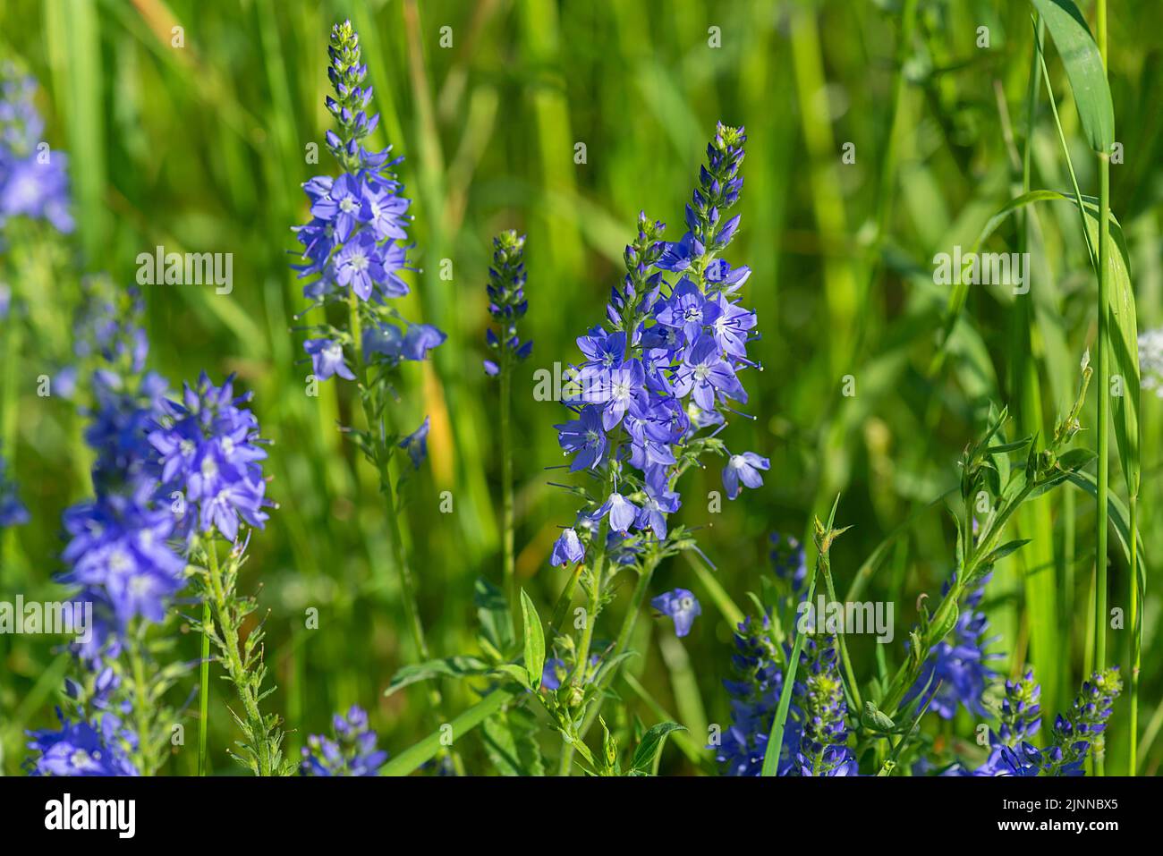 Foglia di radiodiffusione austriaca speedwell (Veronica austriaca), Baviera, Germania Foto Stock