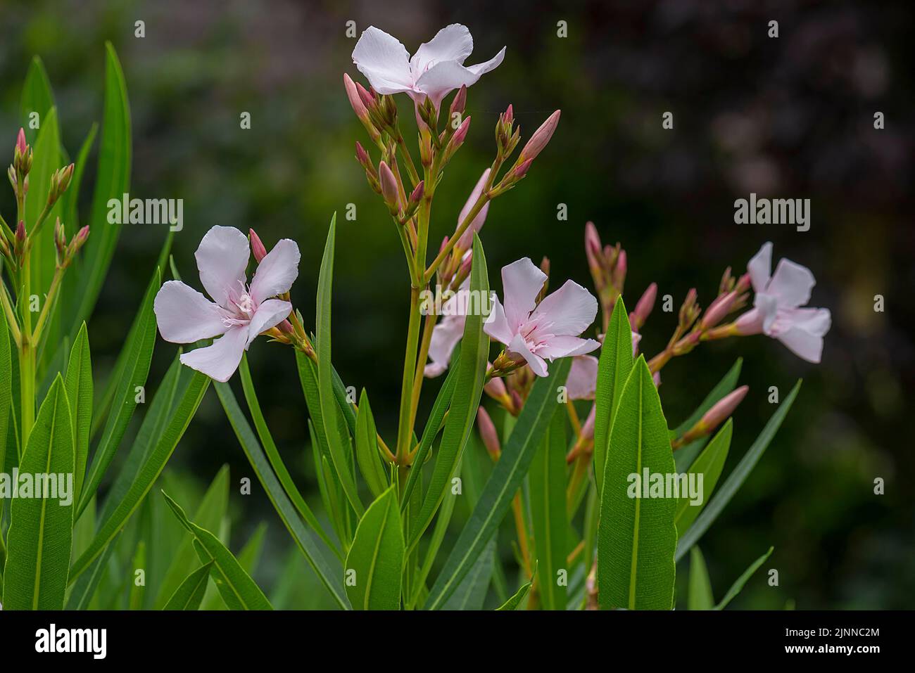 Oleandro da fiore (oleandro di Nerium), Baviera, Germania Foto Stock