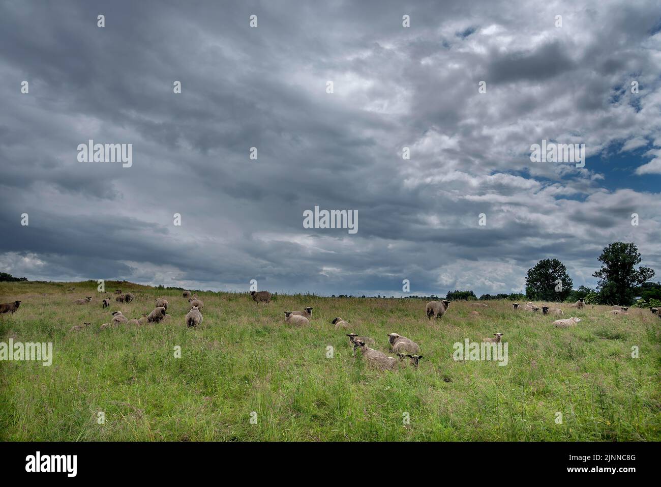 Pecora a testa nera su un pascolo di conservazione di Nutur, Meclemburgo-Pomerania occidentale, Germania Foto Stock