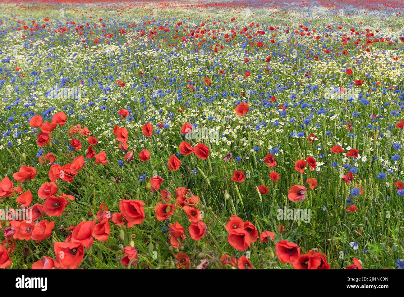 Campo fiorito con fiori di papavero (Papaver rhoeas), camomilla (Matricaria chamomilla L.) e cornflower (Centaurea cyanus), Meclemburgo-Ovest Foto Stock