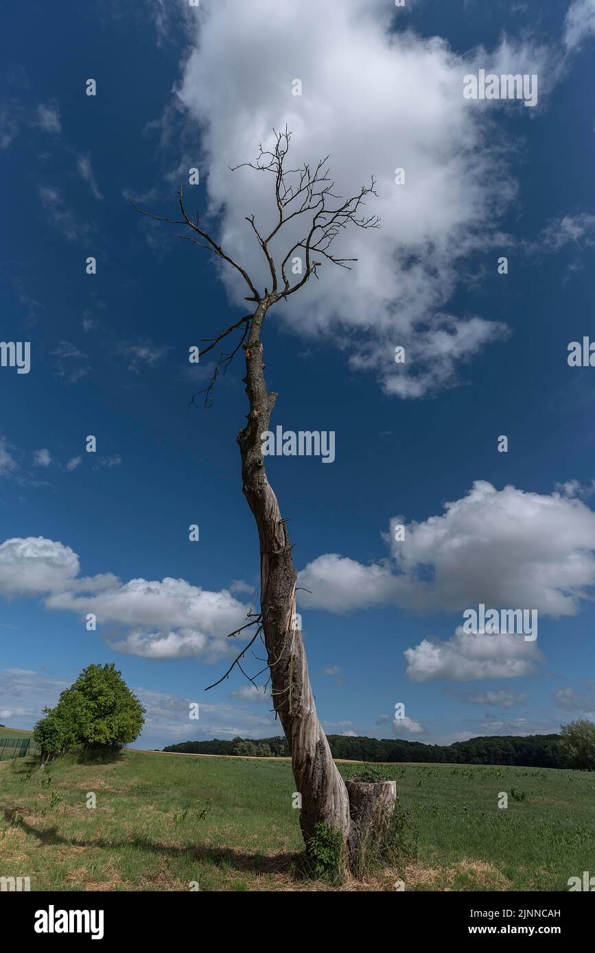 Tronco di un castagno morto (Castanea), Meclemburgo-Pomerania anteriore, Germania Foto Stock