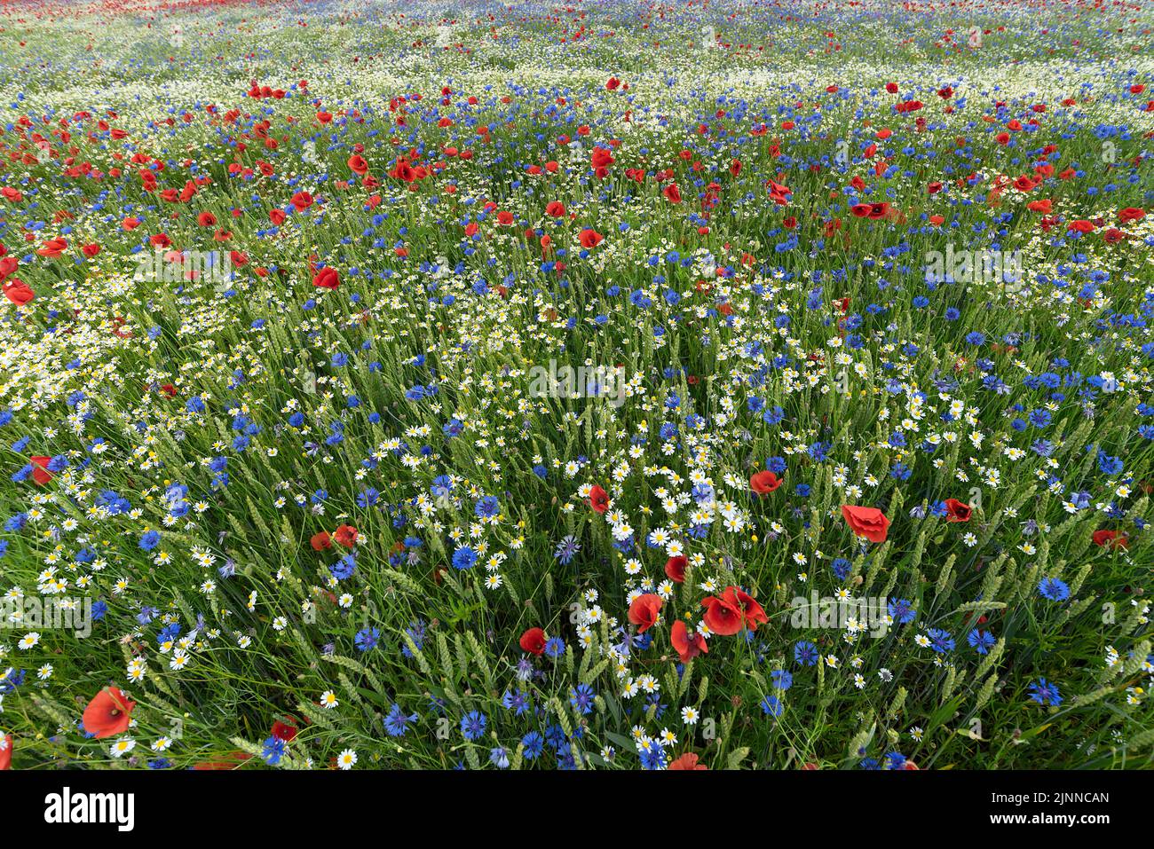 Campo fiorito con fiori di papavero (Papaver rhoeas), camomilla (Matricaria chamomilla L.) e cornflower (Centaurea cyanus), Meclemburgo-Ovest Foto Stock