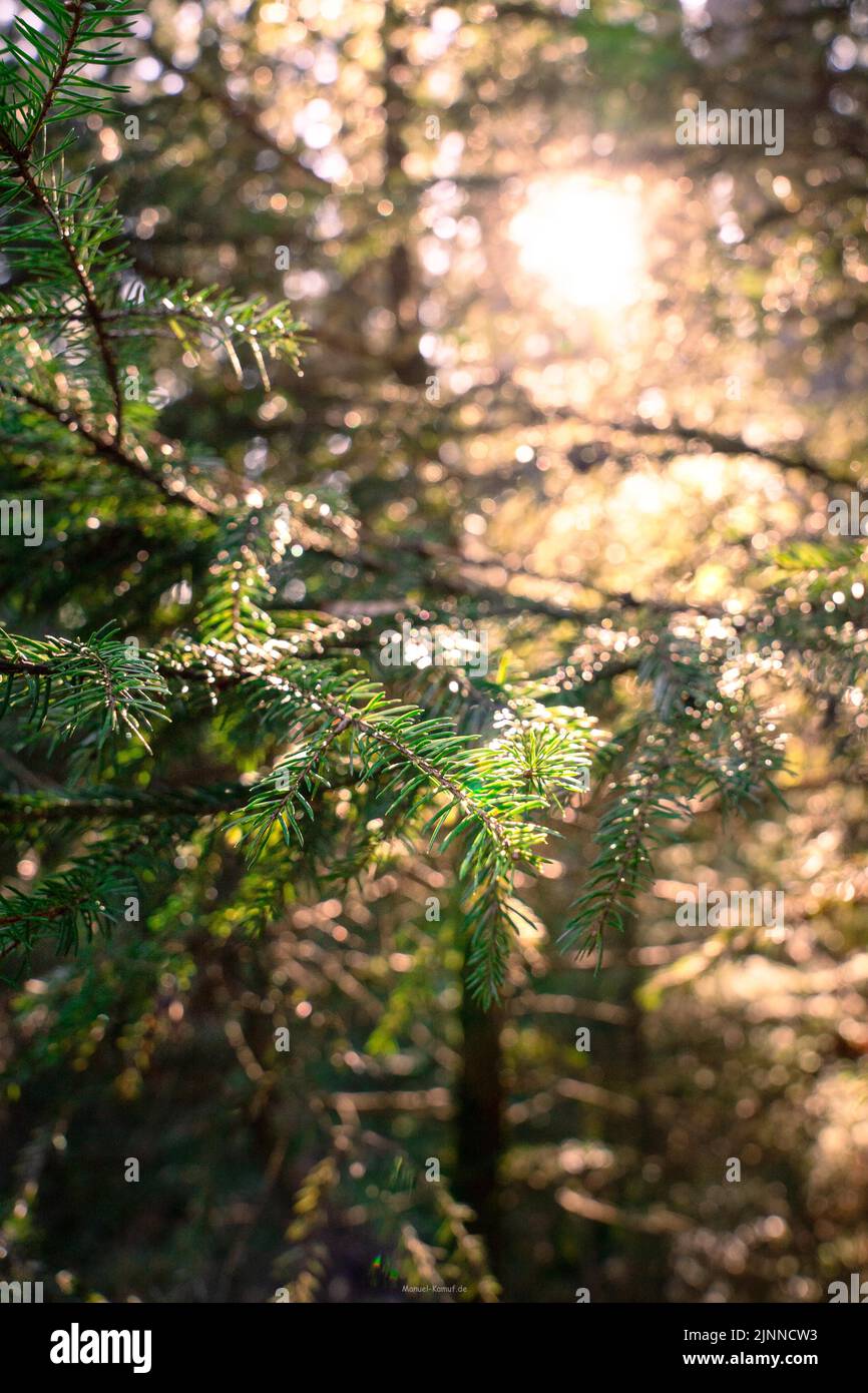 Ramo di abete alla luce del sole nella Foresta Nera, Unterhaugstett, Germania Foto Stock