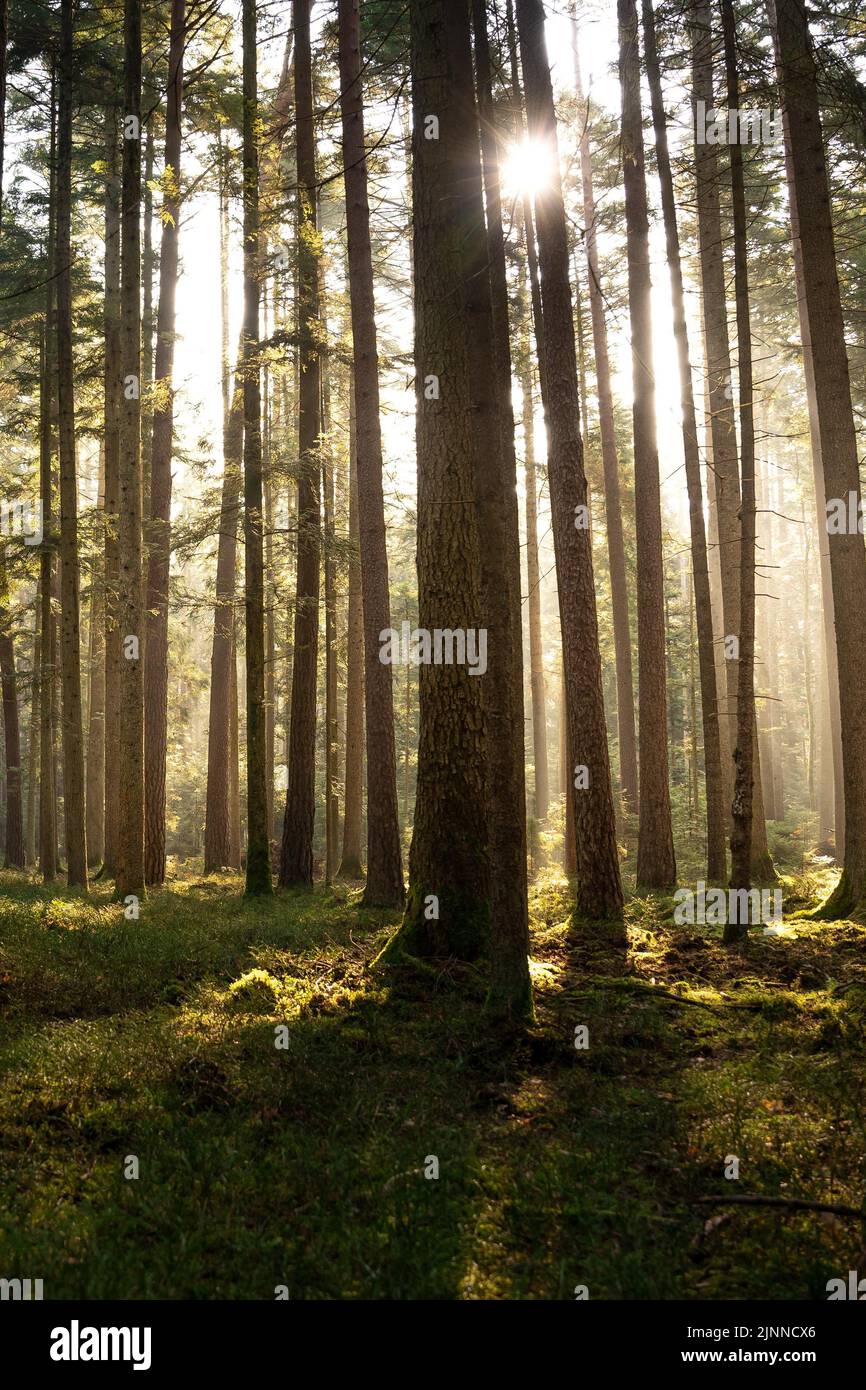 Bagliore luminoso del sole della sera nella Foresta Nera, Unterhaugstett, Germania Foto Stock