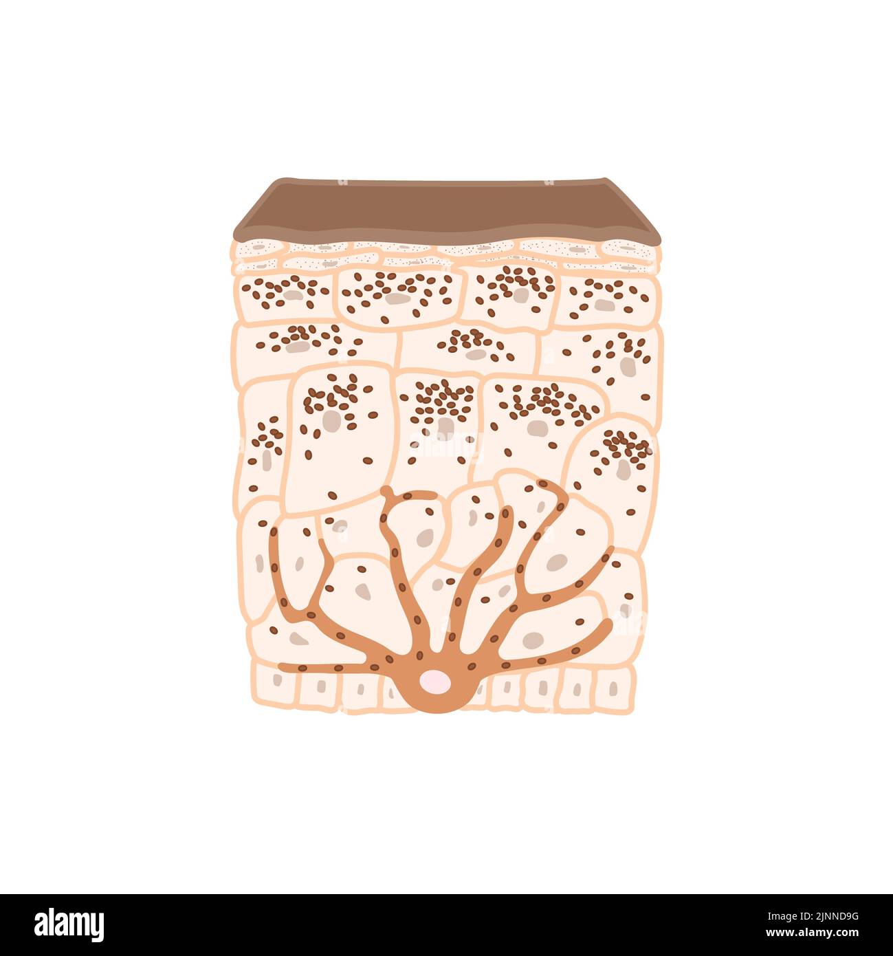 Pigmentazione cutanea, illustrazione Foto Stock