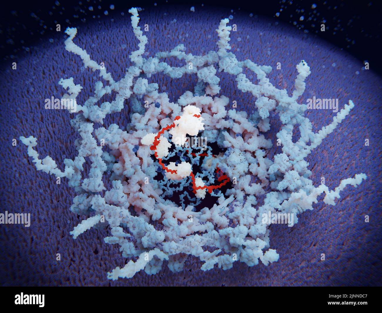 Complesso di pori nucleari, modello molecolare Foto Stock