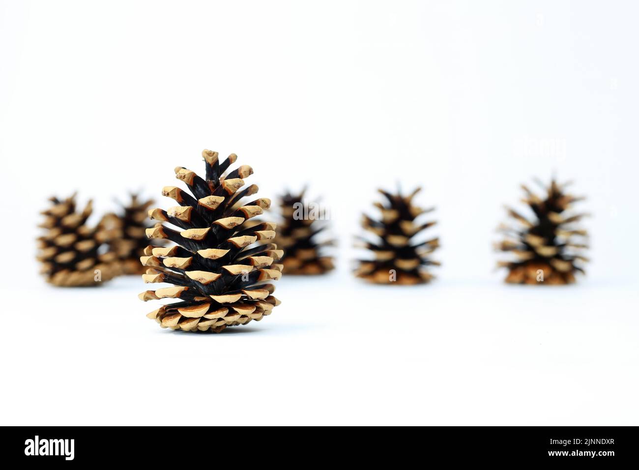 Cono di abete o cono di pino tagliato su sfondo bianco con gradiente di messa a fuoco Foto Stock