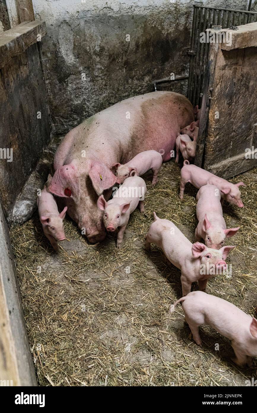 Allevamento di specie appropriate, suini con suinetti, azienda agricola, Zoeblen, Tannheimer tal, Tirolo, Austria Foto Stock