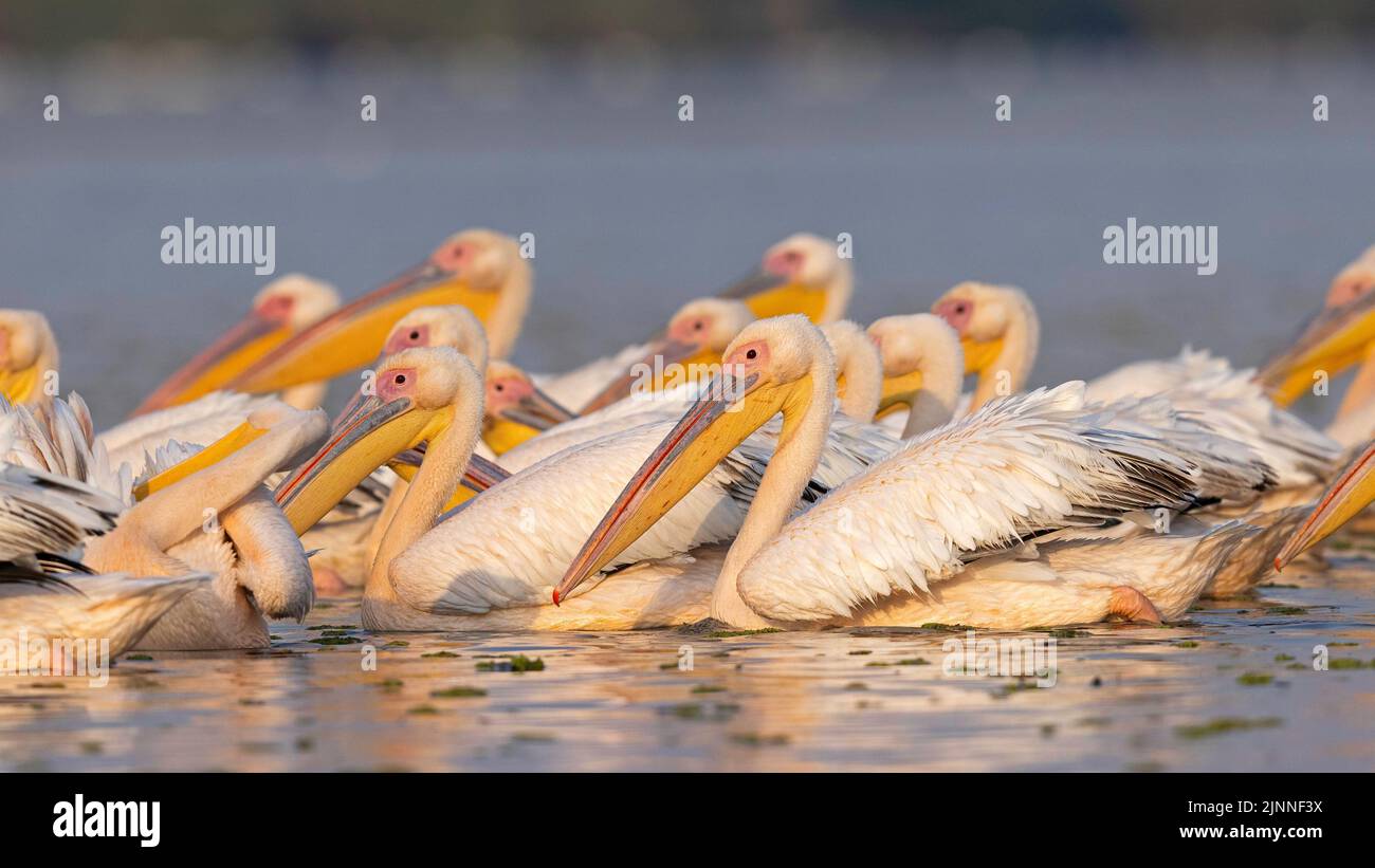 Grande pellicano bianco (Pelecanus onocrotalus), nuoto di gruppo, Riserva della Biosfera del Delta del Danubio, Romania, Europa Foto Stock