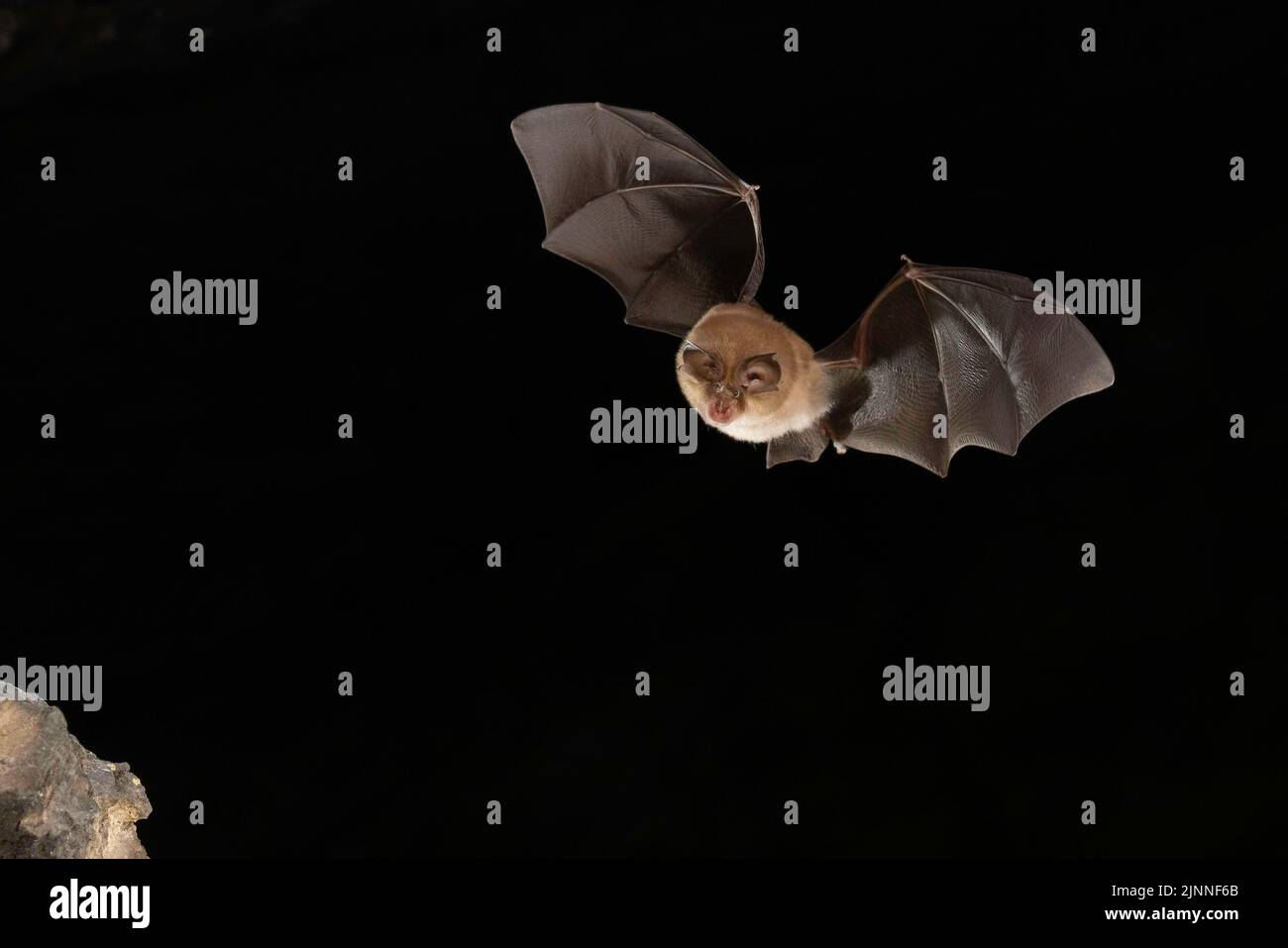 Pipistrello a ferro di cavallo minore (Rhinolophus hipposideros) in volo, pipistrello minacciato di estinzione in Germania, Turingia, Germania Foto Stock