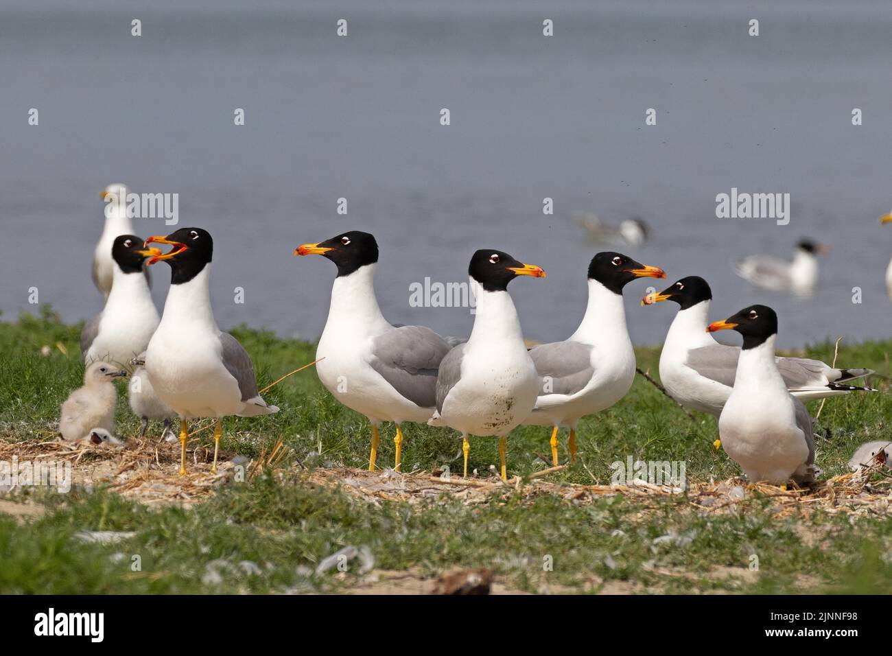 Gabbiano di Pallas (Ichthyaetus ichthyaetus) colonia di riproduzione sull'isola, adulti con giovani, rari uccelli da riproduzione nel sud-est Europa, Delta del Danubio Foto Stock