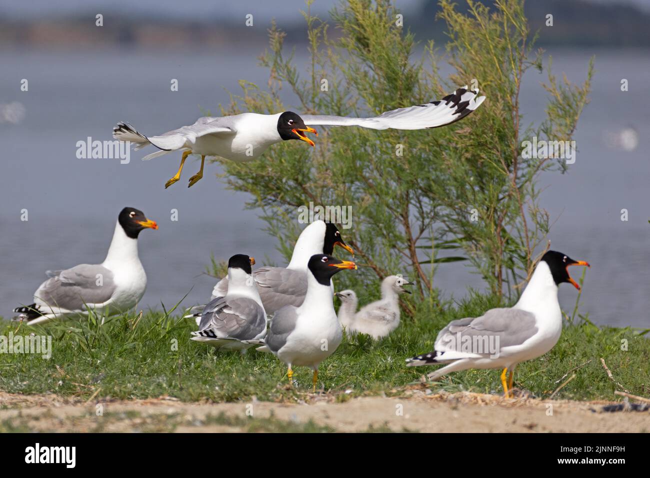 Gabbiano di Pallas (Ichthyaetus ichthyaetus) colonia di riproduzione sull'isola, adulti con giovani, rari uccelli da riproduzione nel sud-est Europa, Delta del Danubio Foto Stock