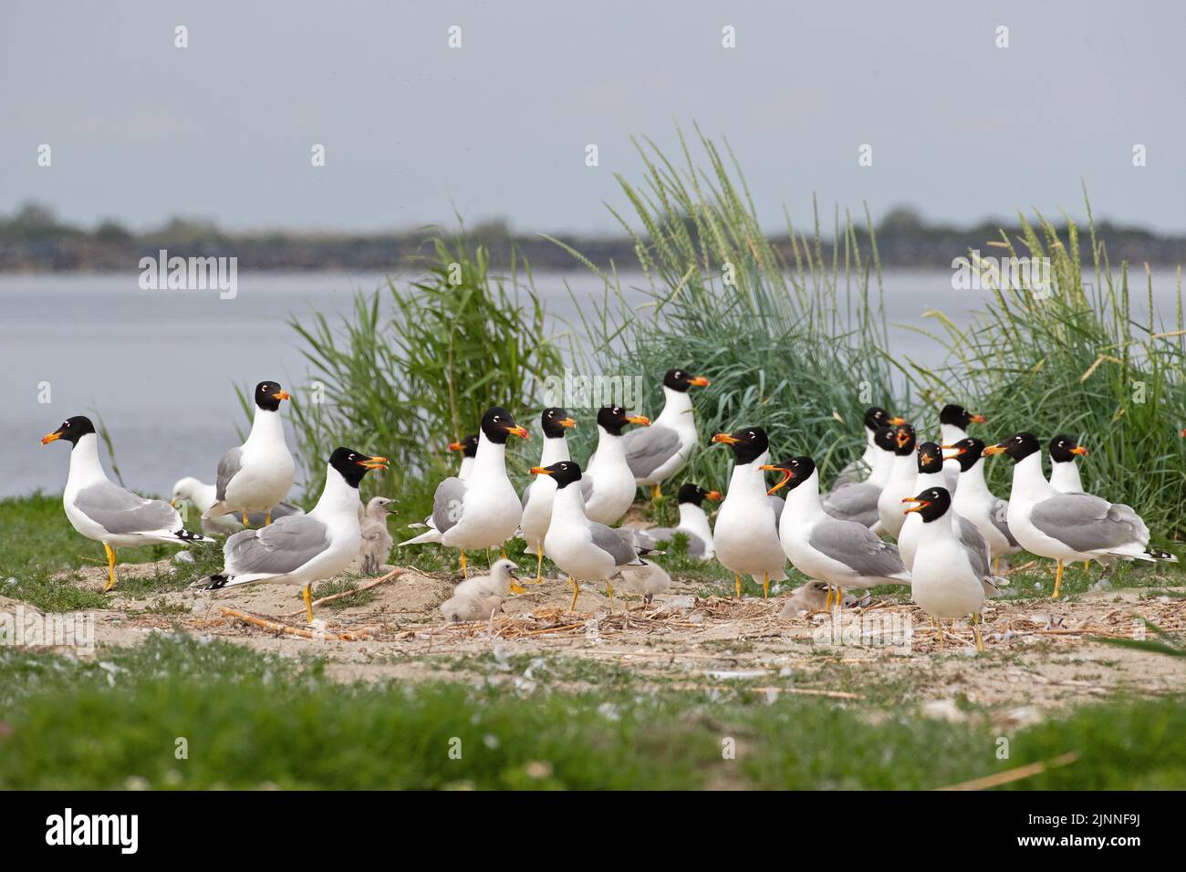 Gabbiano di Pallas (Ichthyaetus ichthyaetus) colonia di riproduzione sull'isola, adulti con giovani, rari uccelli da riproduzione nel sud-est Europa, Delta del Danubio Foto Stock