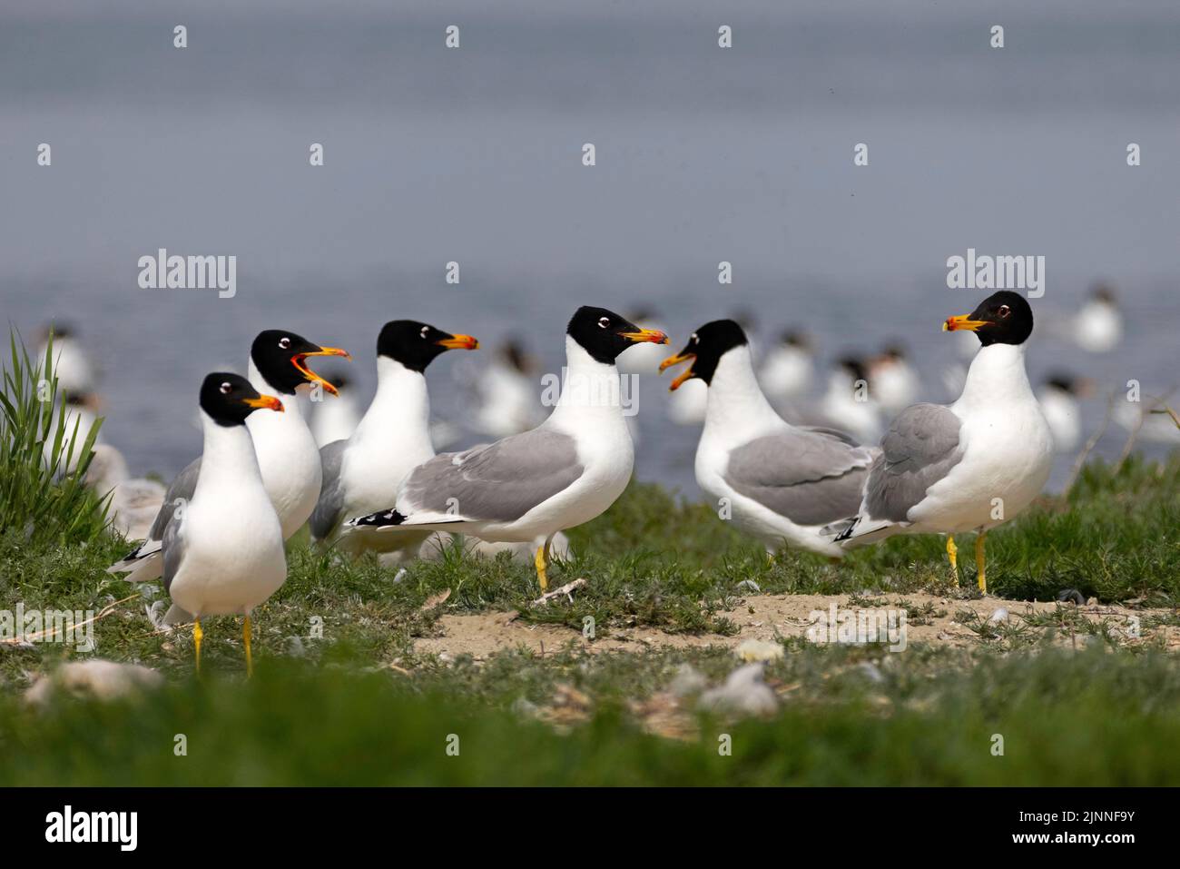 Gabbiano di Pallas (Ichthyaetus ichthyaetus) colonia di allevamento sull'isola, raro uccello riproduttore nell'Europa sudorientale, Riserva della Biosfera del Delta del Danubio, Romania Foto Stock