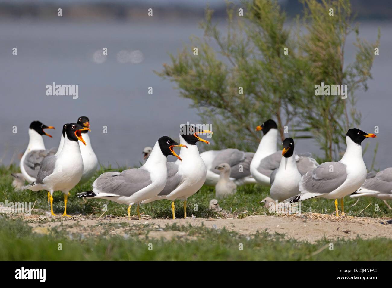 Gabbiano di Pallas (Ichthyaetus ichthyaetus) colonia di riproduzione sull'isola, adulti con giovani, rari uccelli da riproduzione nel sud-est Europa, Delta del Danubio Foto Stock
