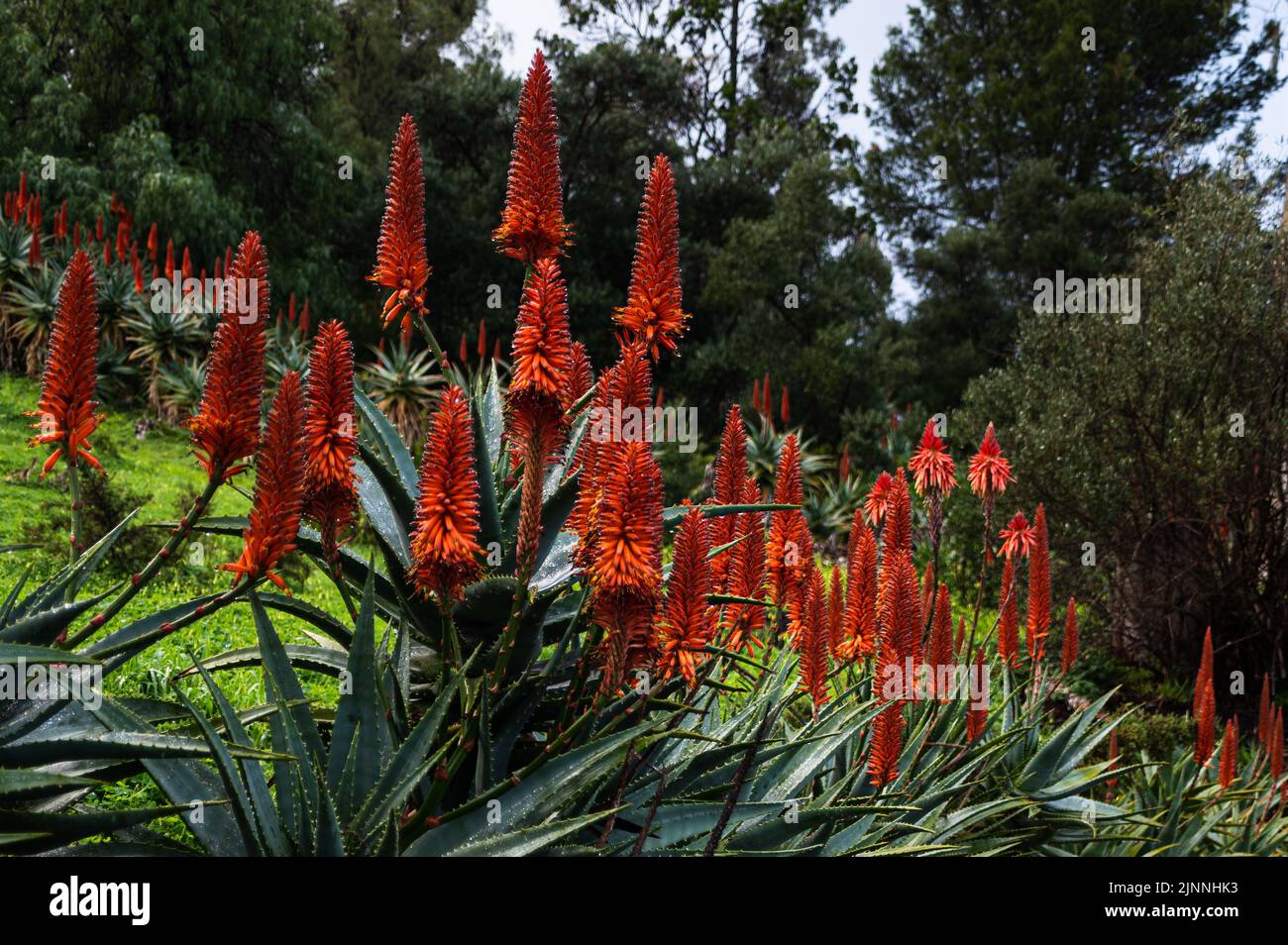 aloe crescente di massa Foto Stock