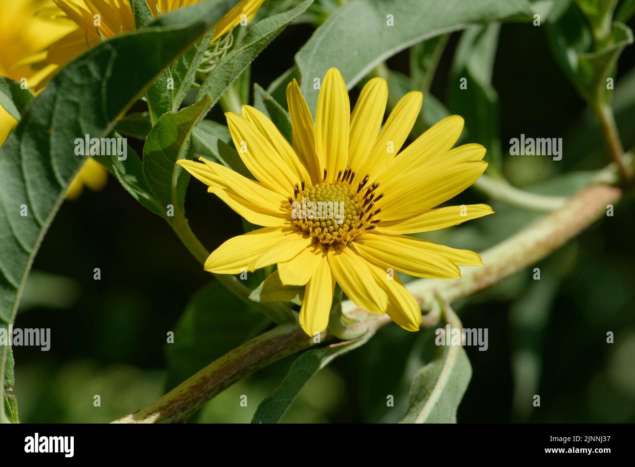 Massimiliano Girasole Foto Stock