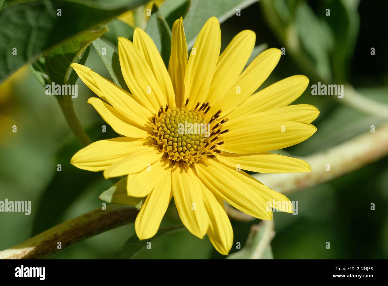 Massimiliano Girasole Foto Stock