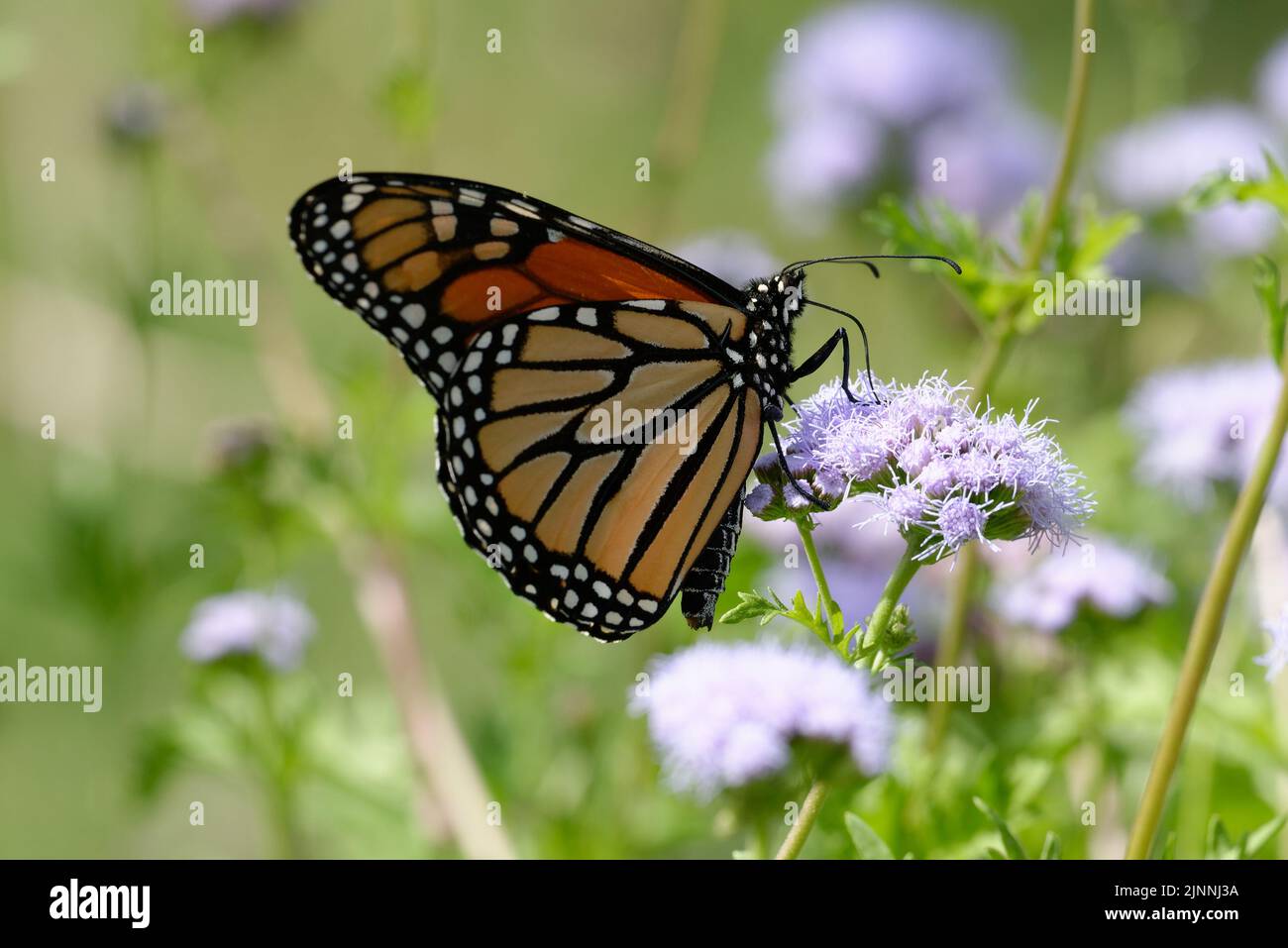 impianto ospite della monarch Foto Stock