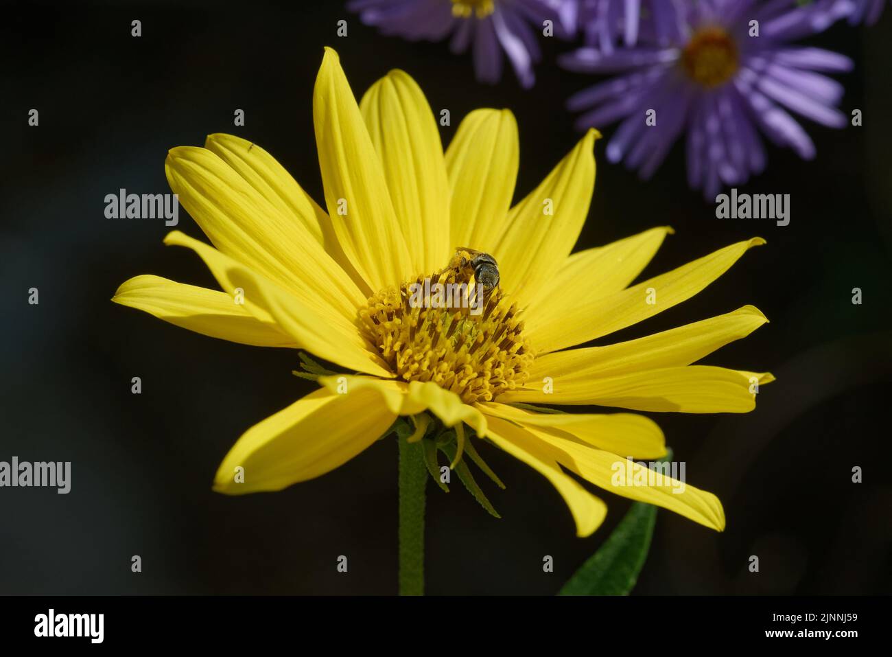 Massimiliano Girasole con api Foto Stock