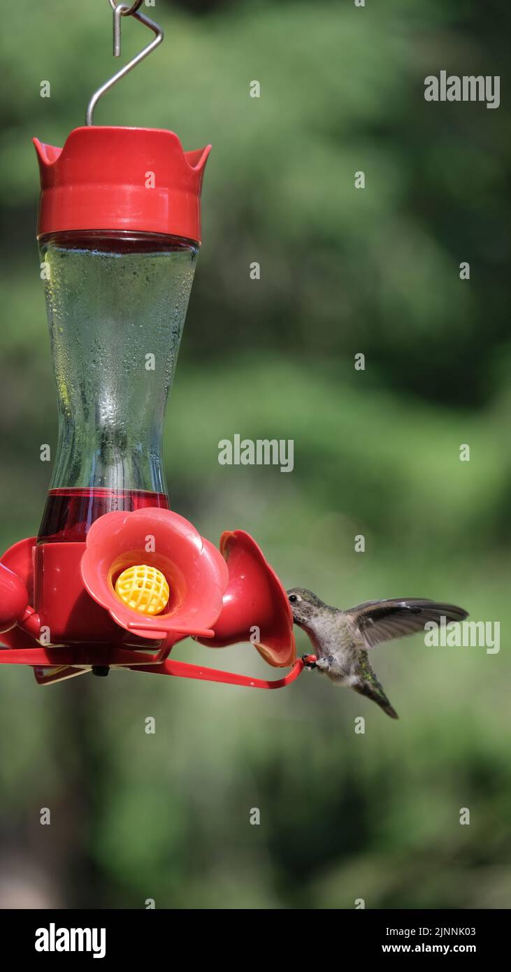 Cinguettio uccello che si alimenta fuori da un alimentatore di uccelli nel giardino. La foto ha catturato l'uccello che batte godendo il nettare dall'alimentatore Foto Stock