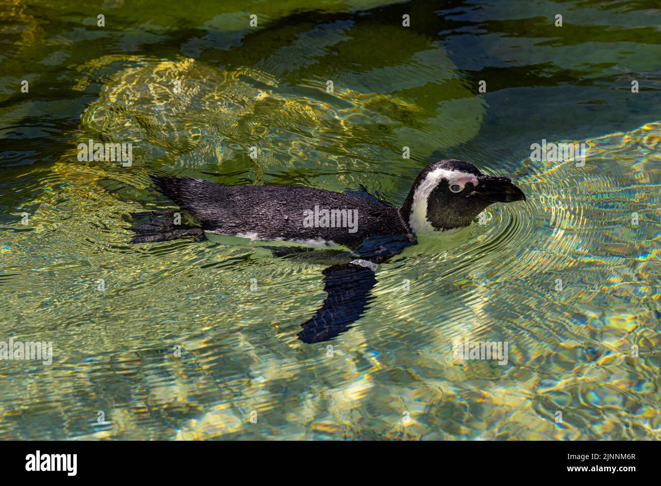 Pinguino africano (Spheniscus demersus), chiamato anche pinguino a piedi neri, nuoto Foto Stock