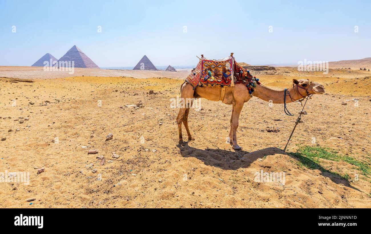Un cammello con vista sulle piramidi di Giza, Egitto Foto Stock