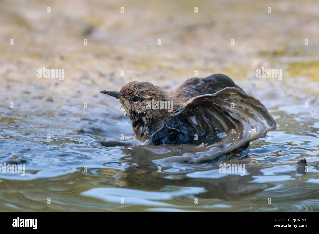Barn Hill Pond, Wembley Park, Regno Unito. 11th agosto 2022. METEO NEL REGNO UNITO. Con le temperature nel Regno Unito ancora una volta in aumento fino alla metà degli anni '30s, un piccolo Wren (Troglodytidae) batte per liberarsi dal fango. L'incantesimo più secco in Inghilterra per 46 anni ha ridotto i livelli d'acqua abituali nello stagno ad un livello pericolosamente poco profondo. Oggi, 14 aree del Regno Unito sono state classificate come “in siccità” dall’Agenzia per l’ambiente. Amanda Rose/Alamy Live News Foto Stock