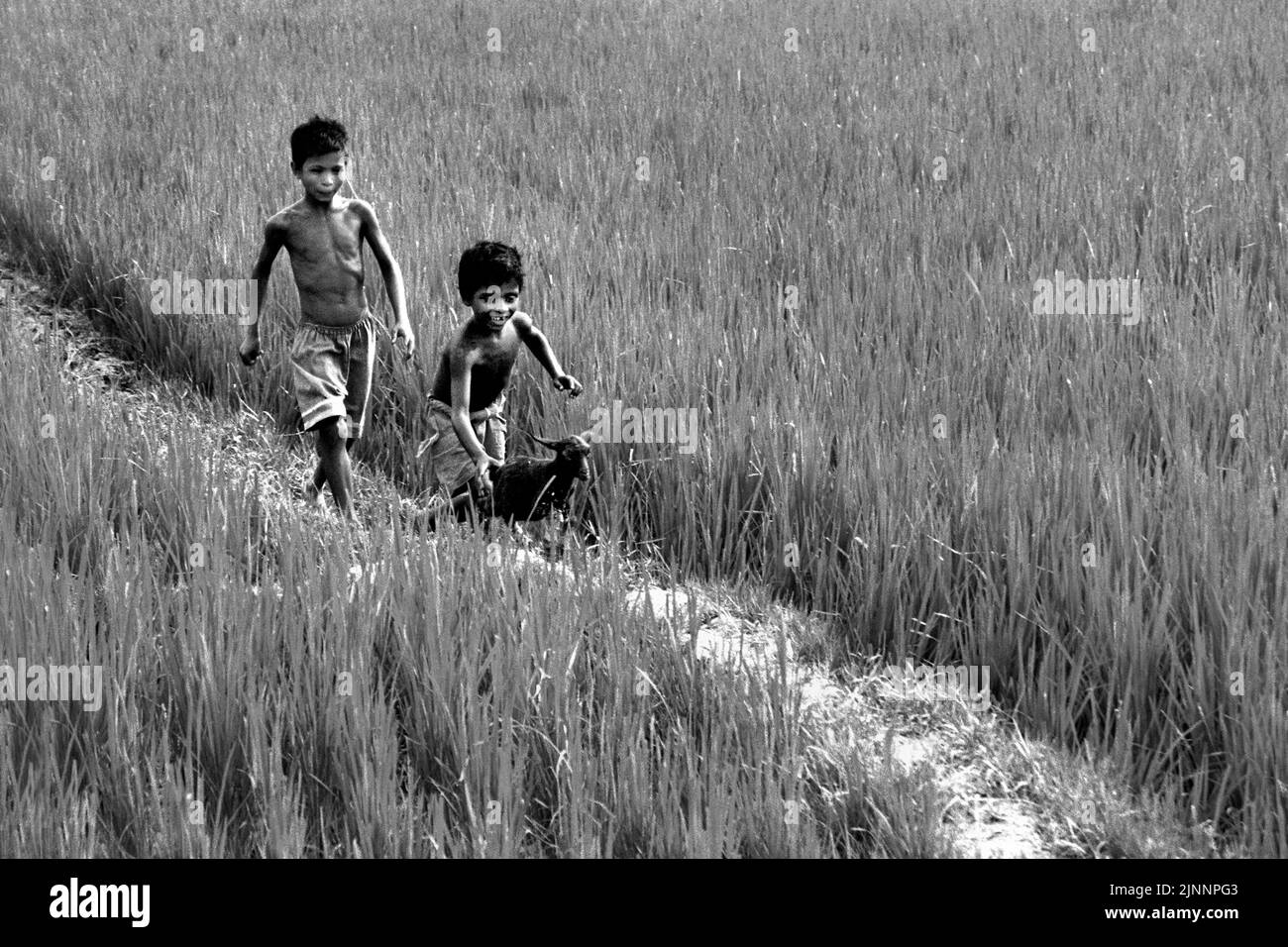 I bambini piccoli rurali stanno giocando con capretto nel campo del risone. Zona del villaggio remoto dell'India. Foto Stock
