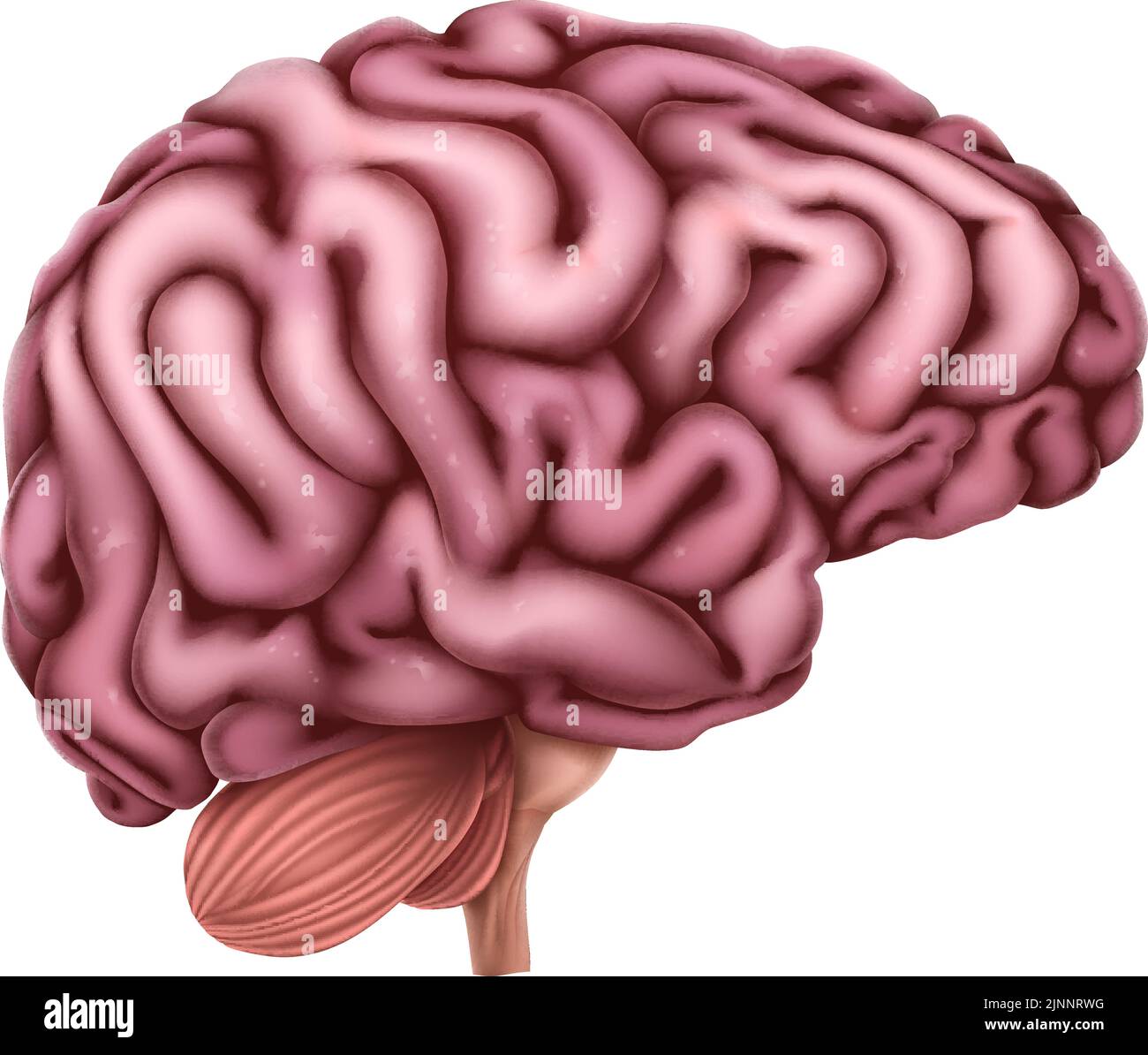 Anatomia del cervello umano Illustrazione medica Illustrazione Vettoriale