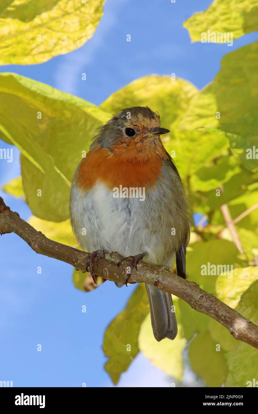Robin in A Tree, Ness Gardens, Wirral, Regno Unito Foto Stock