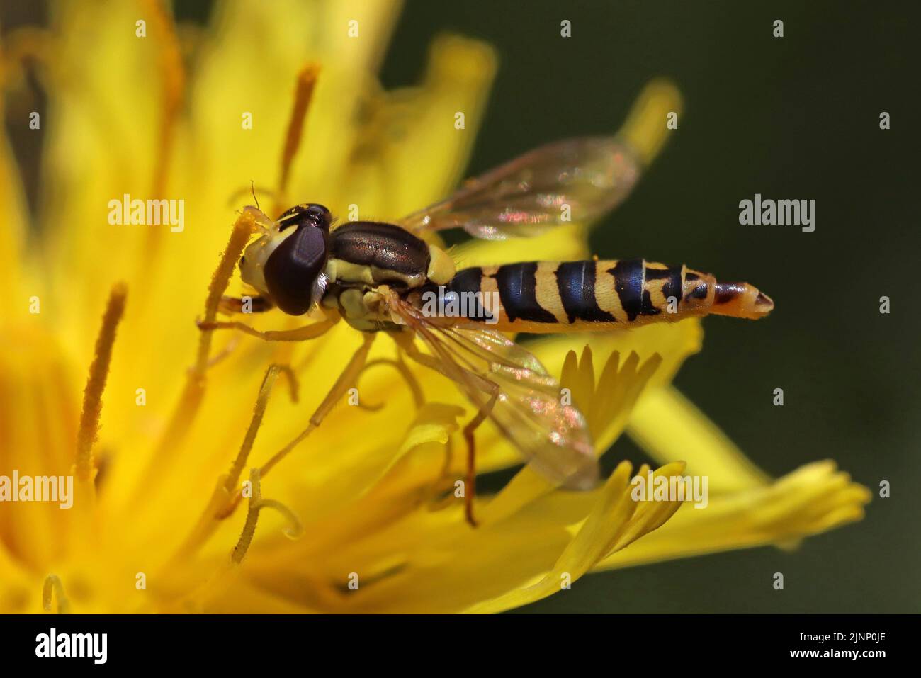 Long Hoverfly - Sphaerophoria scripta - maschio Foto Stock