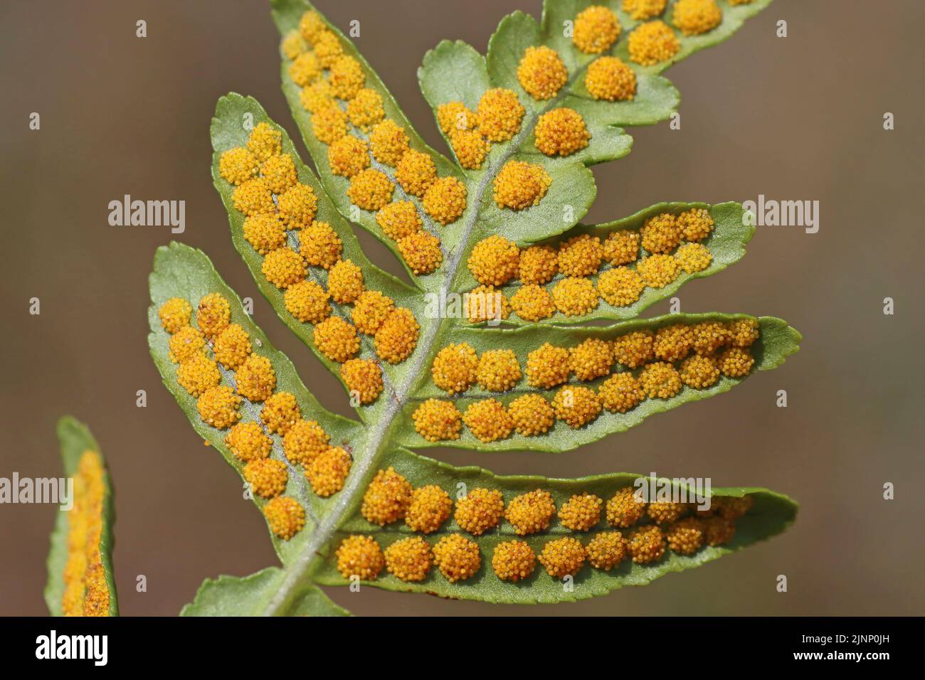 Cluster di Sporangia sul lato inferiore di un comune Polypody Felce Polypodium vulgare Foto Stock
