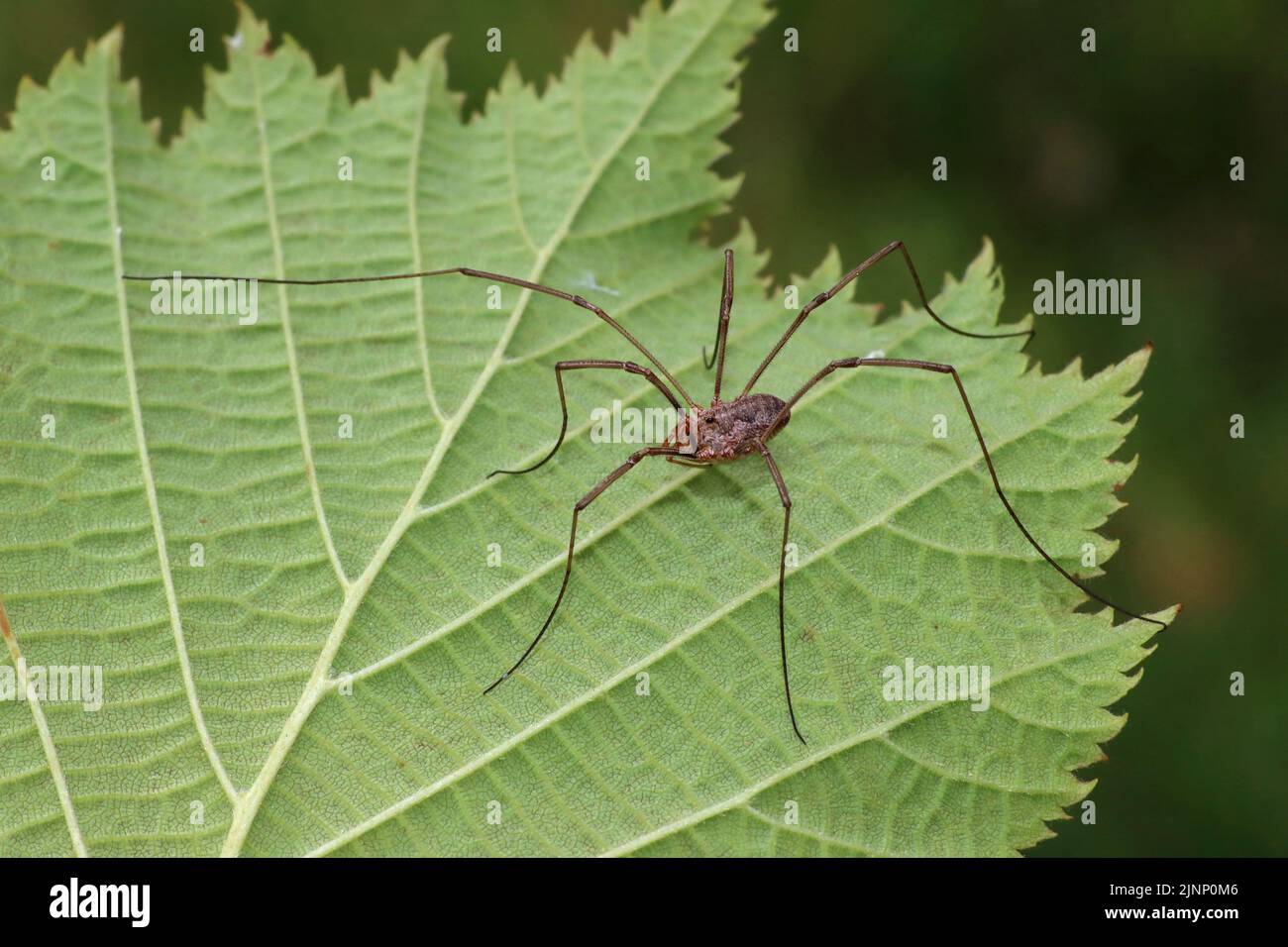 Harvestman Spider Odiellus spinosus Foto Stock