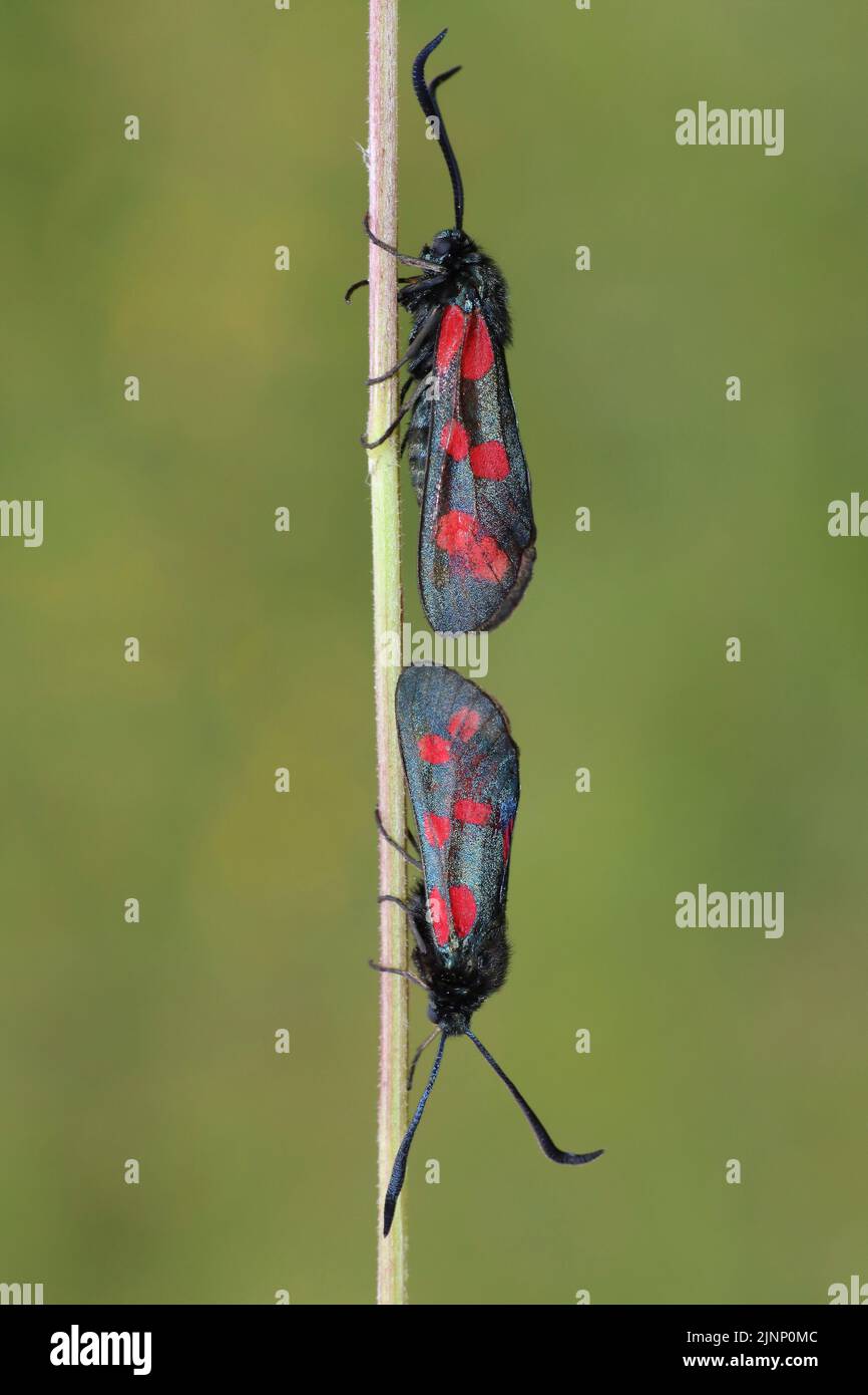 Coppia di sei spot Burnet Moths Foto Stock