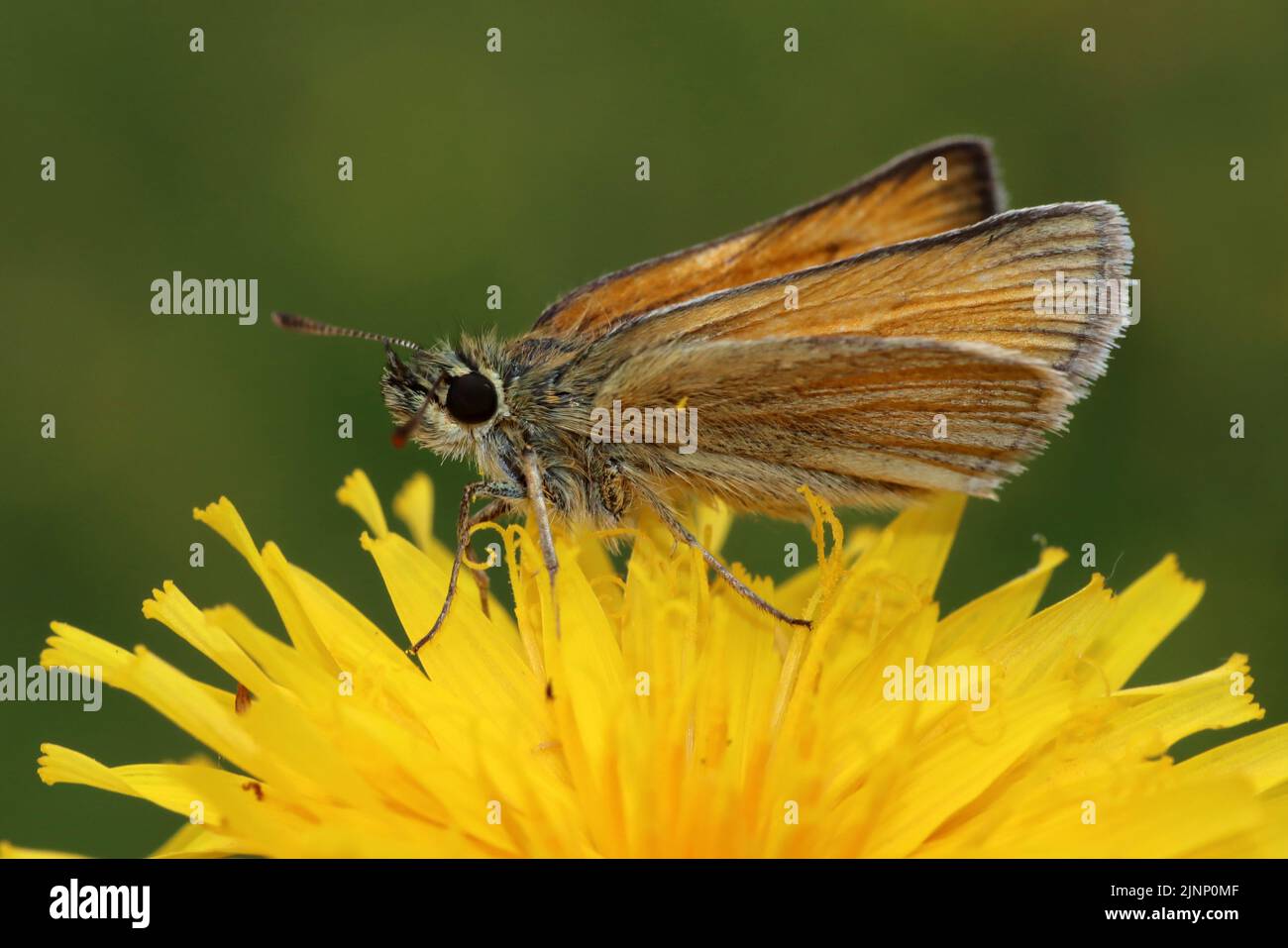 Piccola Skipper Butterfly Thymelicus sylvestris Foto Stock