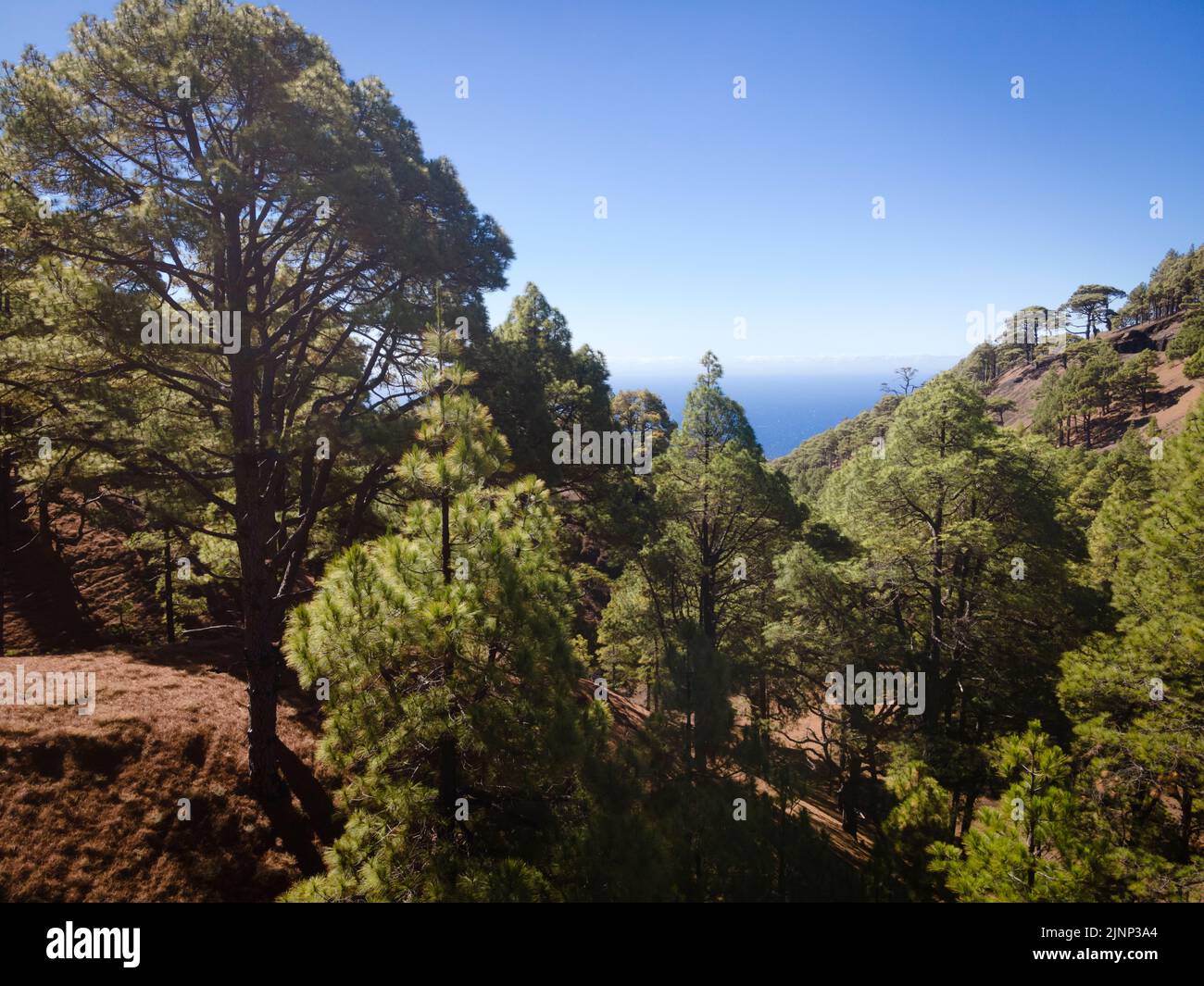 Volo in drone sulla splendida e lussureggiante pineta di El Hierro, el pinar Foto Stock