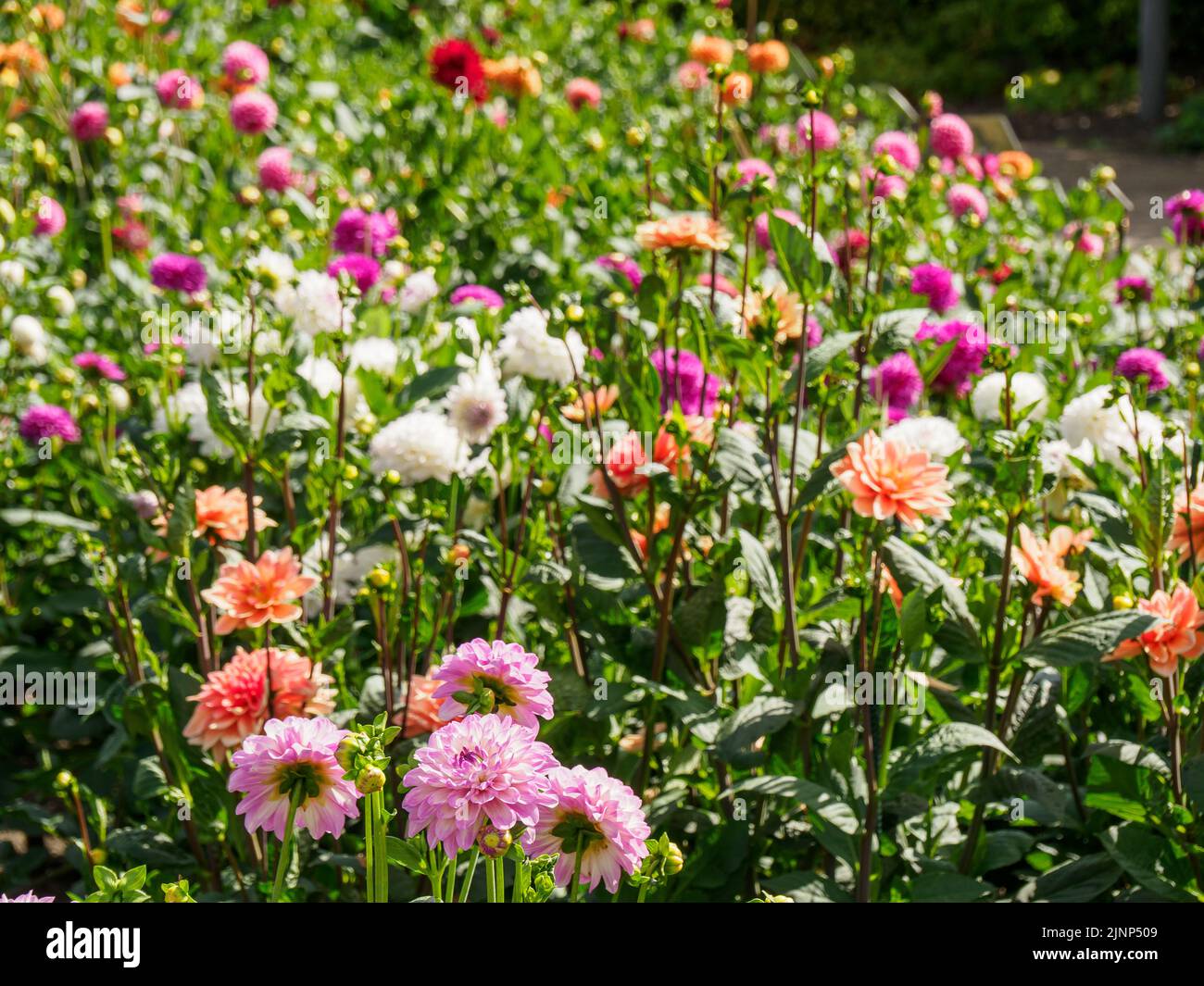 Dalie in giardino Foto Stock