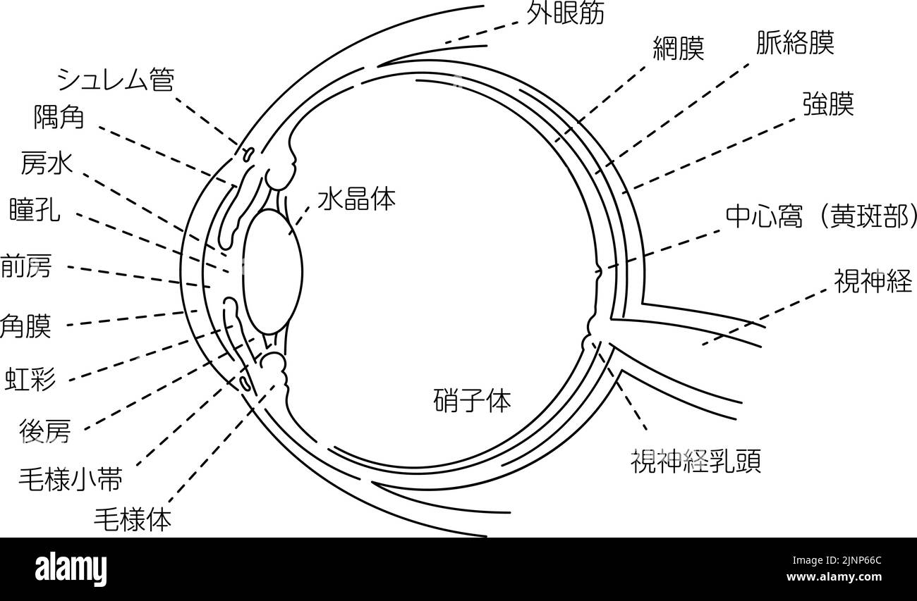 Illustrazione dell'occhio - traduzione: Canale di Schlemm, angolo d'angolo, umore acqueo, pupilla, camera anteriore, cornea, iride, camera posteriore, ciliare Illustrazione Vettoriale