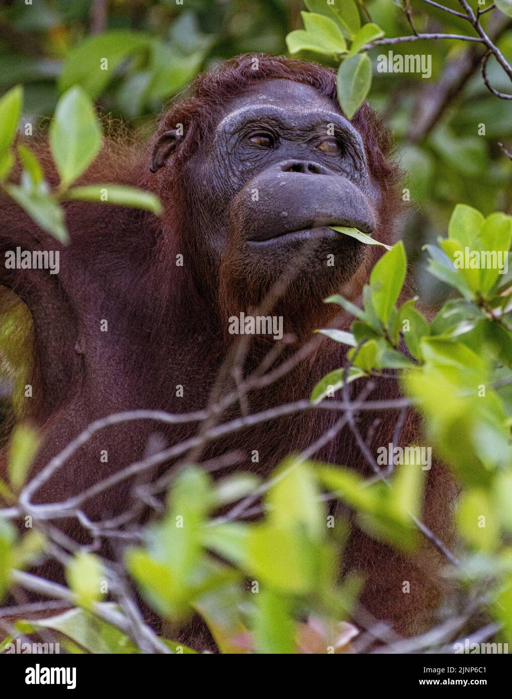 Il centro di riabilitazione di Sepilok Orangutan ospita 60-80 orangutani selvatici che possono essere visti solo dal fiume. Questi saranno liberati nel selvaggio quando sono pronti. Foto Stock