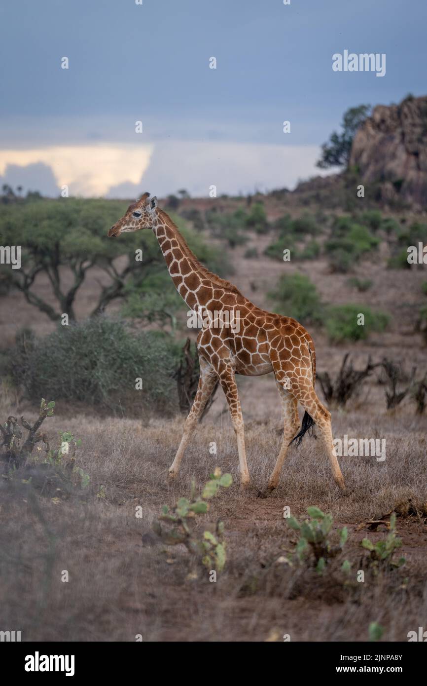 La giraffa reticolata attraversa la savana attraverso il cerotto di cactus Foto Stock